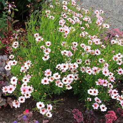 Coreopsis Nova® Opal