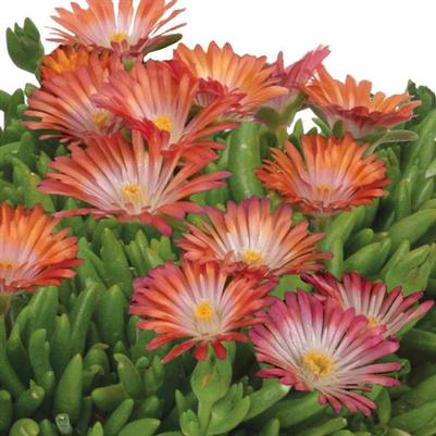 Delosperma King of Desert™ Peach