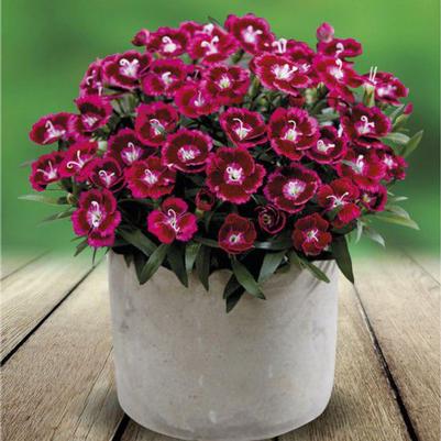 Dianthus Beauties® Olivia Cherry