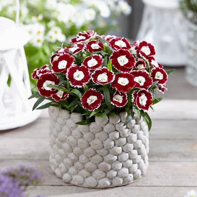 Dianthus Beauties® Olivia Sweet