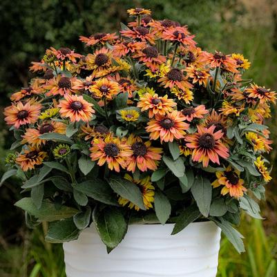 Echibeckia™ Summerina Glow® Dizz
