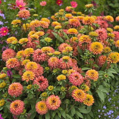 Echibeckia™ Summerina Glow® Sugar Shake