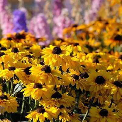 Echibeckia™ Summerina Glow® Sun's Up