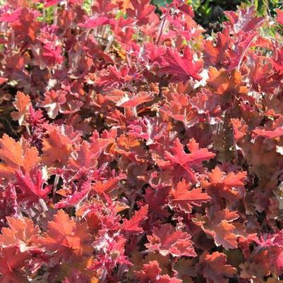 Heuchera Mango