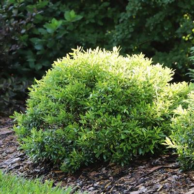 Ilex glabra Gem Box Prime™ PPAF