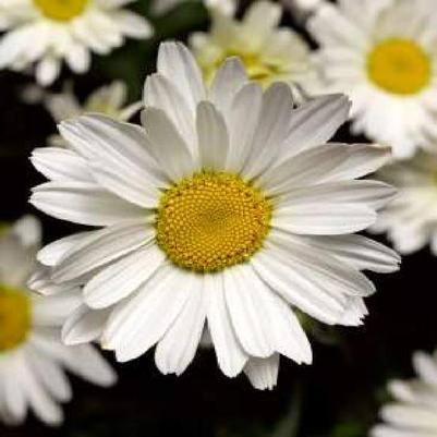Leucanthemum Flower Power PP35425