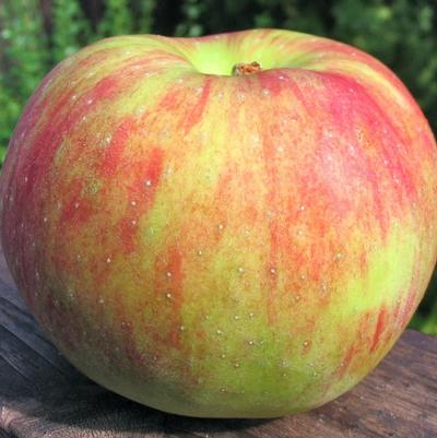 Apple Semi-Dwarf Summer Rambo