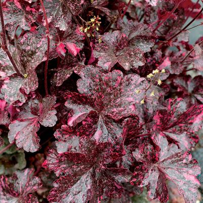 Heuchera Midnight Rose