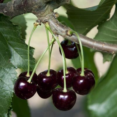 Cherry Semi-Dwarf Black Tartarian (sweet)