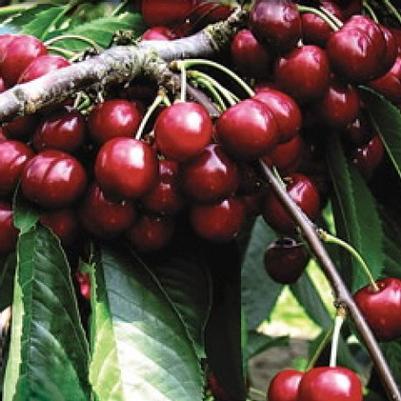 Cherry Semi-Dwarf Stella (sweet)
