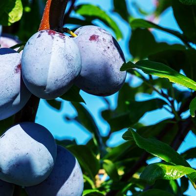 Plum Semi-Dwarf Stanley Prune