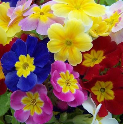 Primula Pacific Hybrids