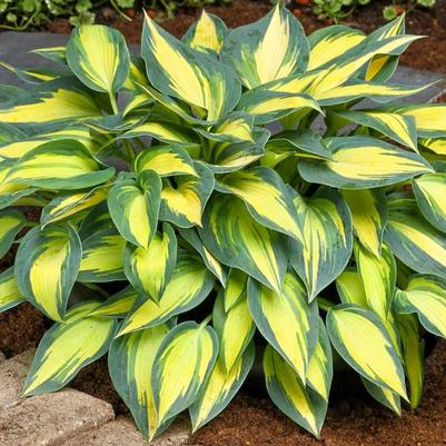 Hosta Magic Island