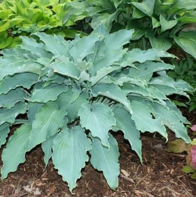Hosta Neptune