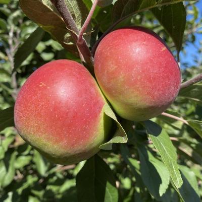 Apple Semi-Dwarf Snow Famuse