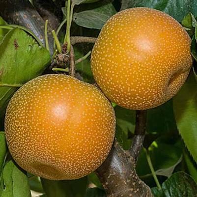 Asian Pear Semi-Dwarf Hosui