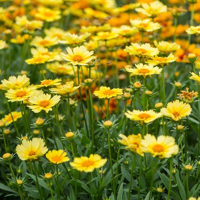 Coreopsis Limoncello Golden