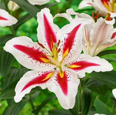 Lilium Oriental Big Smile