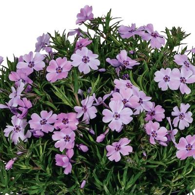 Phlox Spring® Lilac