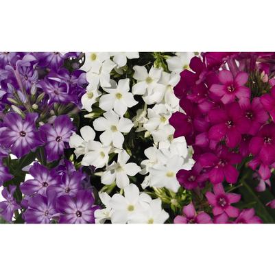 Phlox Confetti Garden™ Spring Love