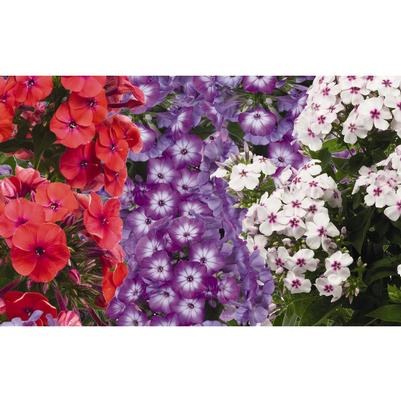 Phlox Confetti Garden™ True Love