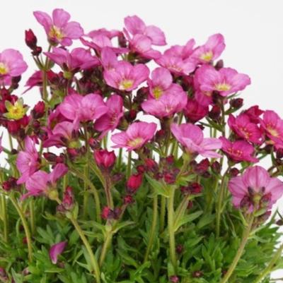 Saxifraga x arendsii Scenic Pink
