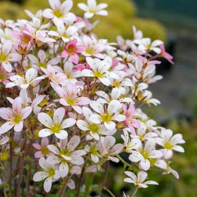Saxifraga x arendsii Scenic Apple Blossom