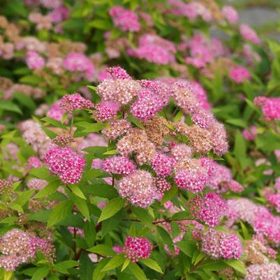 Spiraea japonica Shirobana