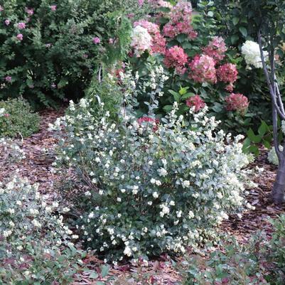 Symphoricarpos Proud Berry® Pearl PPAF