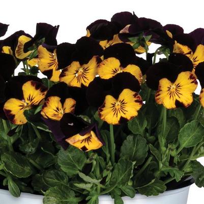 Viola cornuta Spring Morning Bumblebee