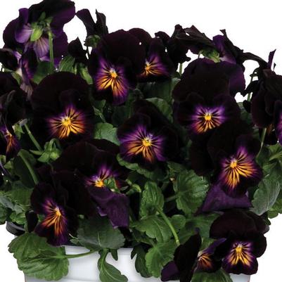 Viola cornuta Spring Morning Glow