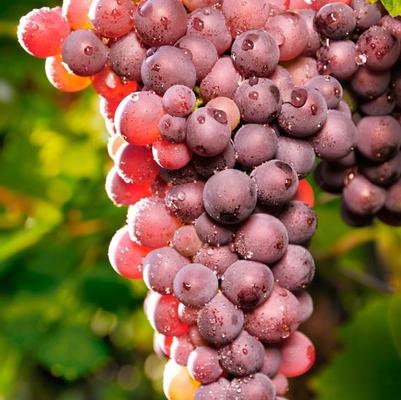 Vitis labrusca Reliance