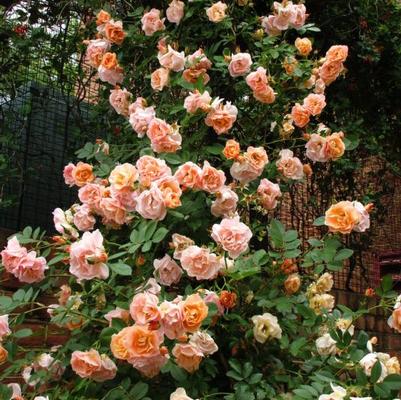 Rosa Climbing Above and Beyond™ PP24463