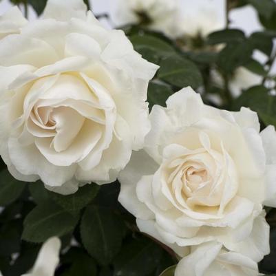 Rosa Climbing Cloud 10™ PP24295