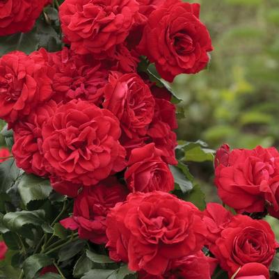 Rosa Climbing Crimson Sky™ PP18564