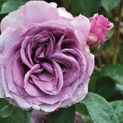 Rosa Climbing Arborose® Quicksilver™ PP27893