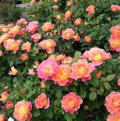 Rosa Climbing Fruity Petals™ PP28657