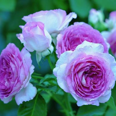 Rosa Climbing Lavender Crush™ PPAF