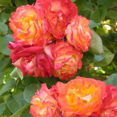 Rosa Climbing Pinata