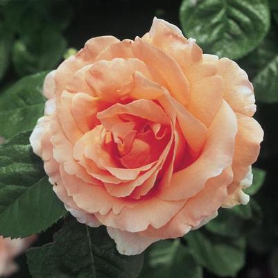 Rosa Climbing Polka™