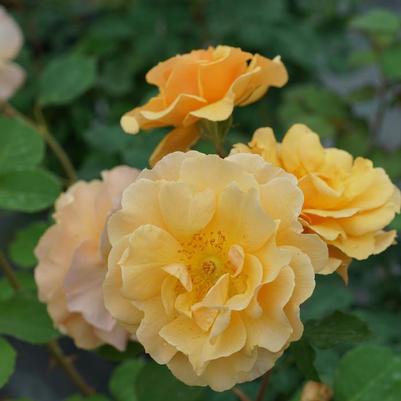 Rosa Climbing Rise Up Amberness® PP34460