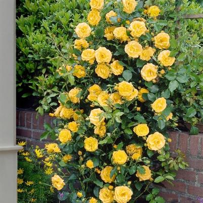 Rosa Climbing Royal Gold