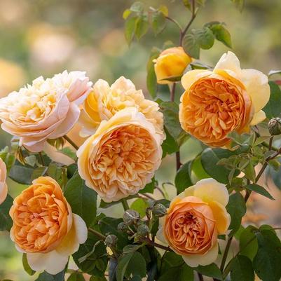 Rosa David Austin Bring Me Sunshine PP36039