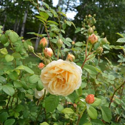 Rosa David Austin Charles Darwin PP13992