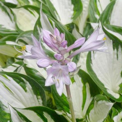 Hosta Amazone