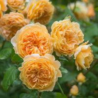 Rosa David Austin Crown Princess Margareta PP13484