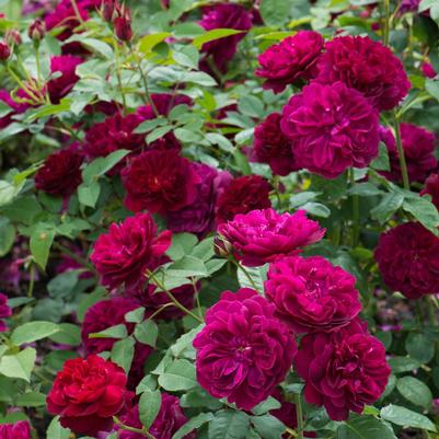 Rosa David Austin Darcey Bussell™ PP18717