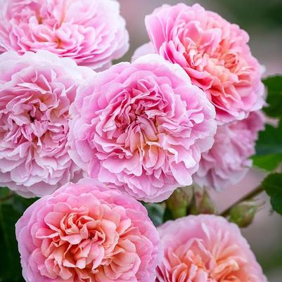 Rosa David Austin Eustacia Vye PP32981