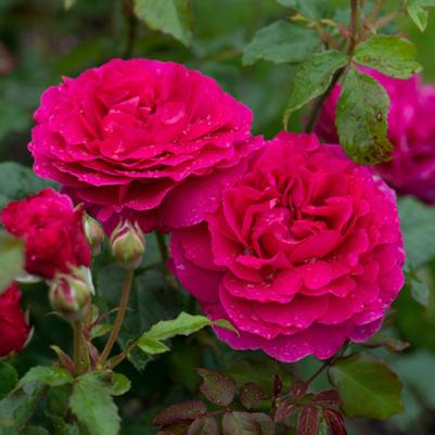 Rosa David Austin Gabriel Oak PP32849