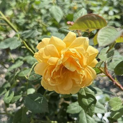 Rosa David Austin Golden Celebration®